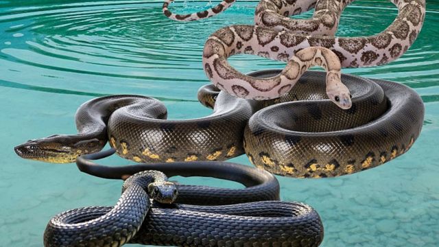 Stay Alert The 5 Lakes in Illinois You Need to Avoid Due to Snake Activity (1)