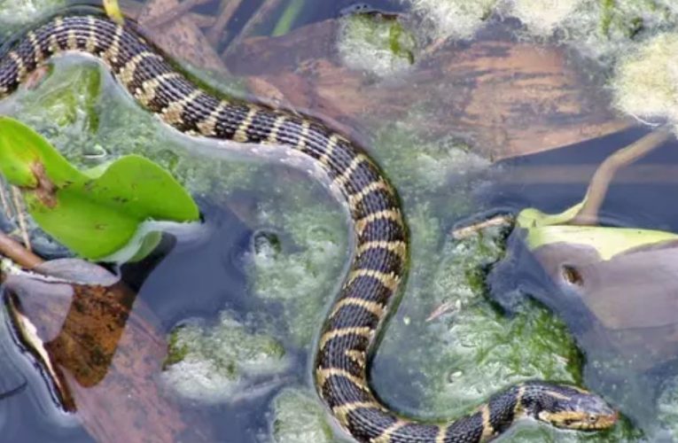 Stay Alert: The 5 Lakes in Illinois You Need to Avoid Due to Snake Activity