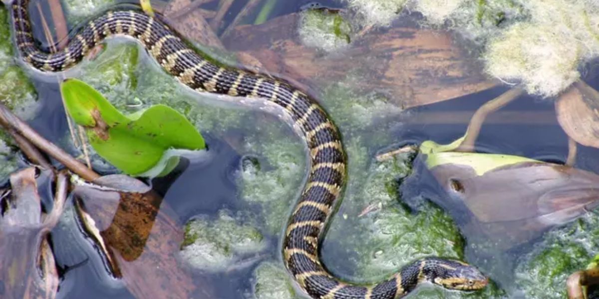 Stay Alert The 5 Lakes in Illinois You Need to Avoid Due to Snake Activity