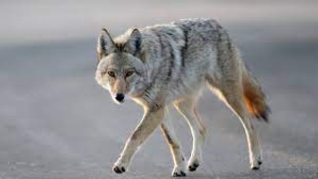Texas Among Top Ten States for Coyote Population, Study Finds (1)