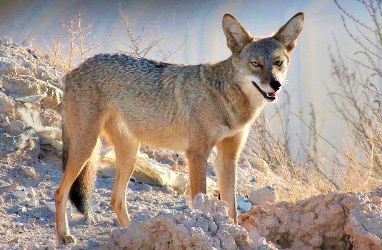 Texas Among Top Ten States for Coyote Population, Study Finds