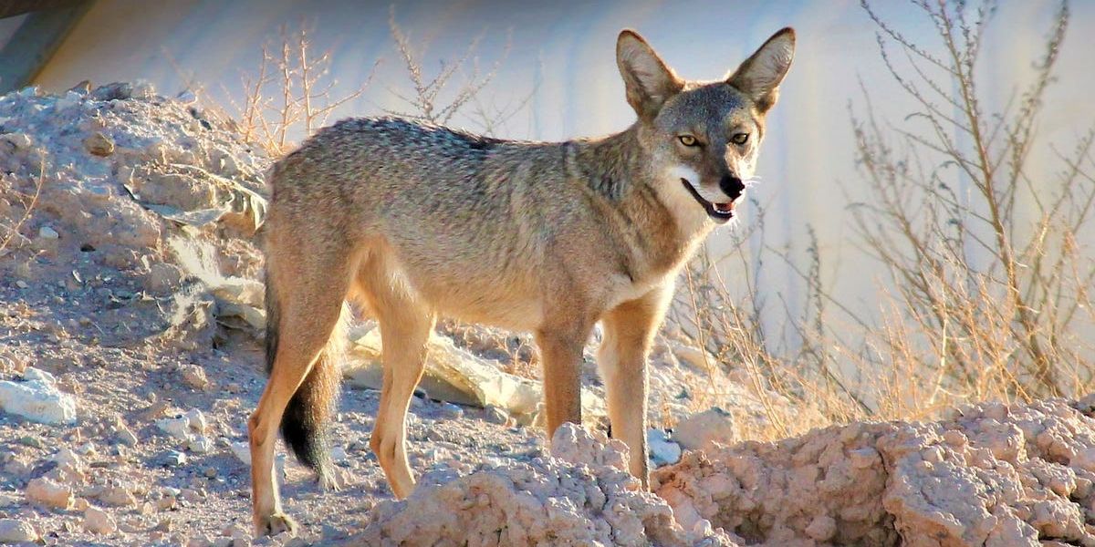 Texas Among Top Ten States for Coyote Population, Study Finds