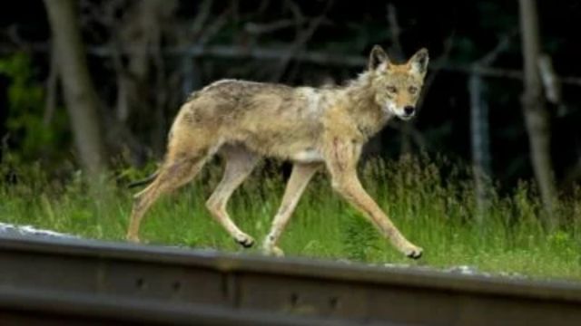 What Are The Coyote Concerns, Atlanta Residents on High Alert for Public Safety (1)