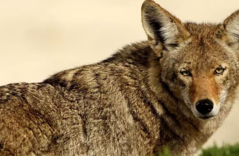 What Are The Coyote Concerns, Atlanta Residents on High Alert for Public Safety