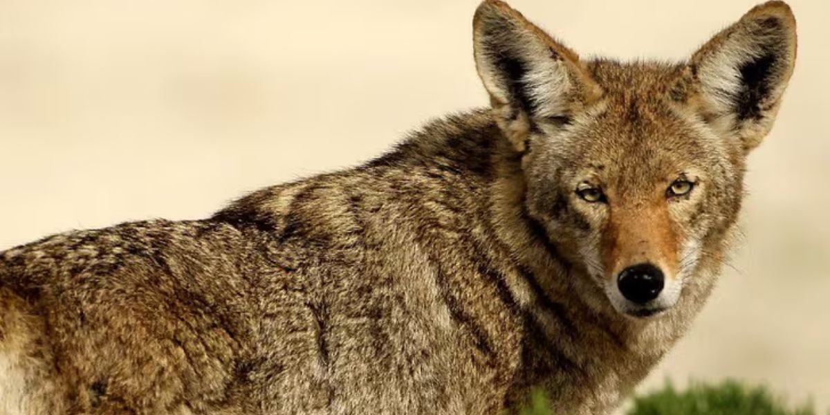 What Are The Coyote Concerns, Atlanta Residents on High Alert for Public Safety