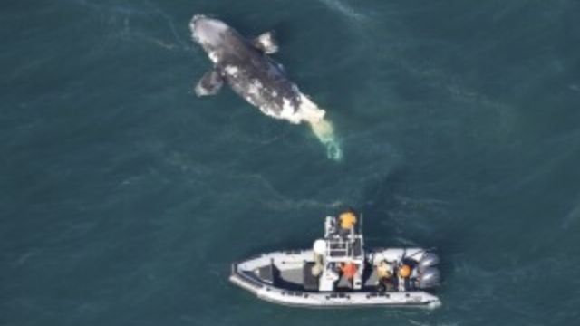 A Big Heartbreaking News Endangered Right Whale Dies in Ship Encounter on East Coast (1)