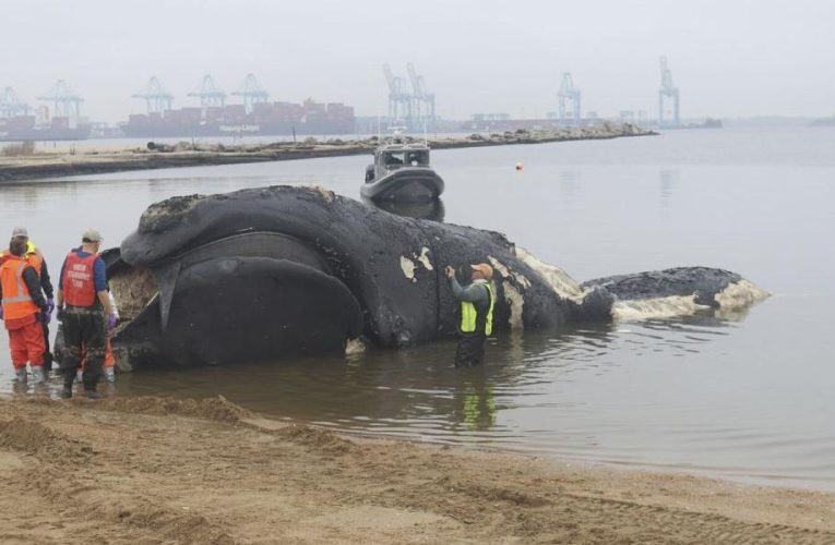 A Big Heartbreaking News: Endangered Right Whale Dies in Ship Encounter on East Coast