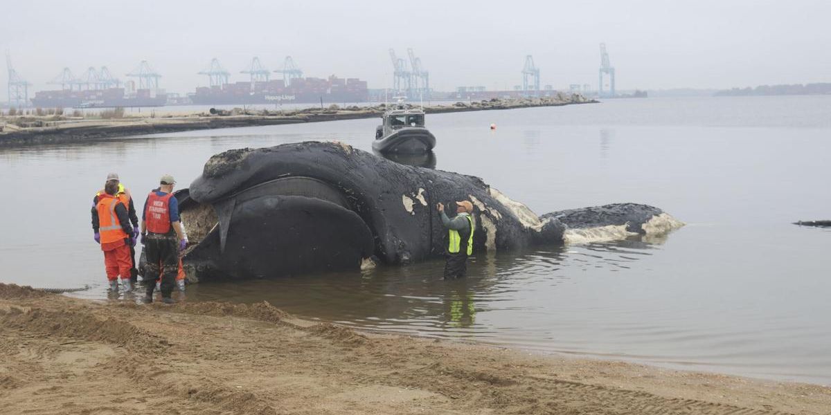 A Big Heartbreaking News Endangered Right Whale Dies in Ship Encounter on East Coast