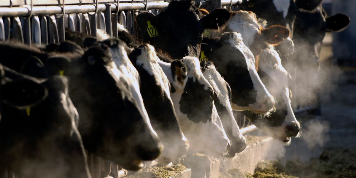 Avian Flu Outbreak in Dairy Cows A New Challenge for U.S. Farmers