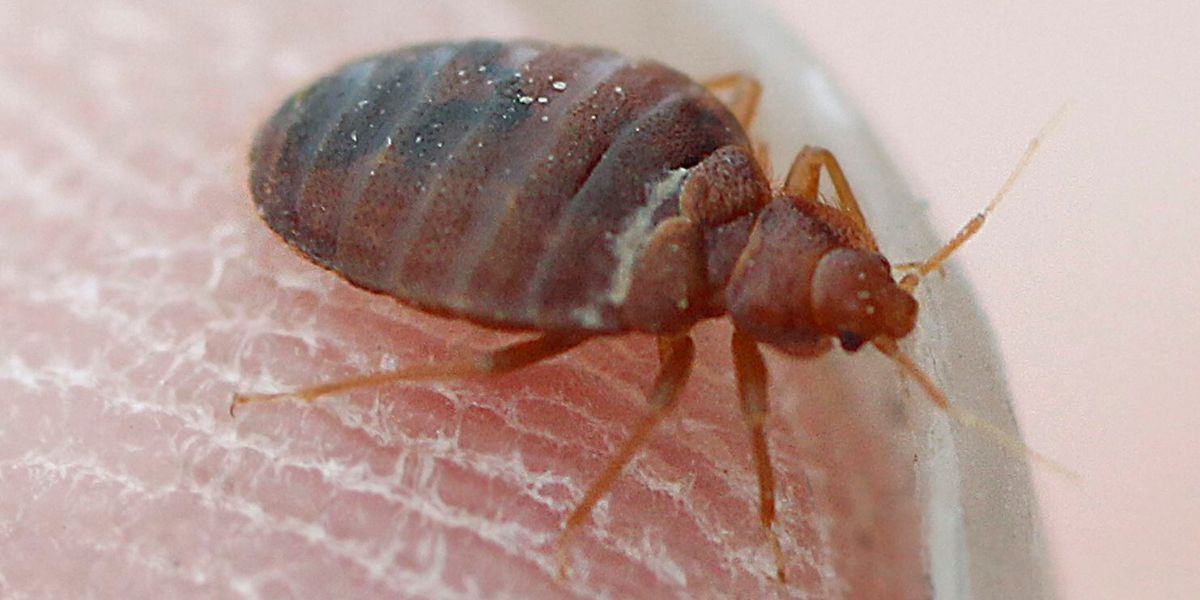 Bed Bug Blitz Illinois’ Five-city Battle Against the Bloodsuckers