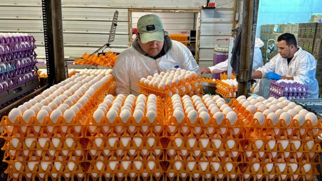 Bird Flu Detected in Michigan Poultry, Following Texas Egg Plant Shutdown