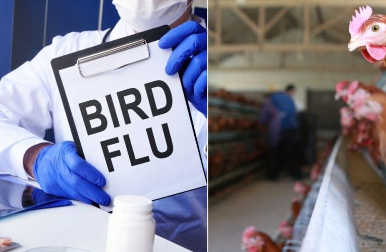 CDC Updates Guidelines Amid Rising Avian Flu Cases in Humans