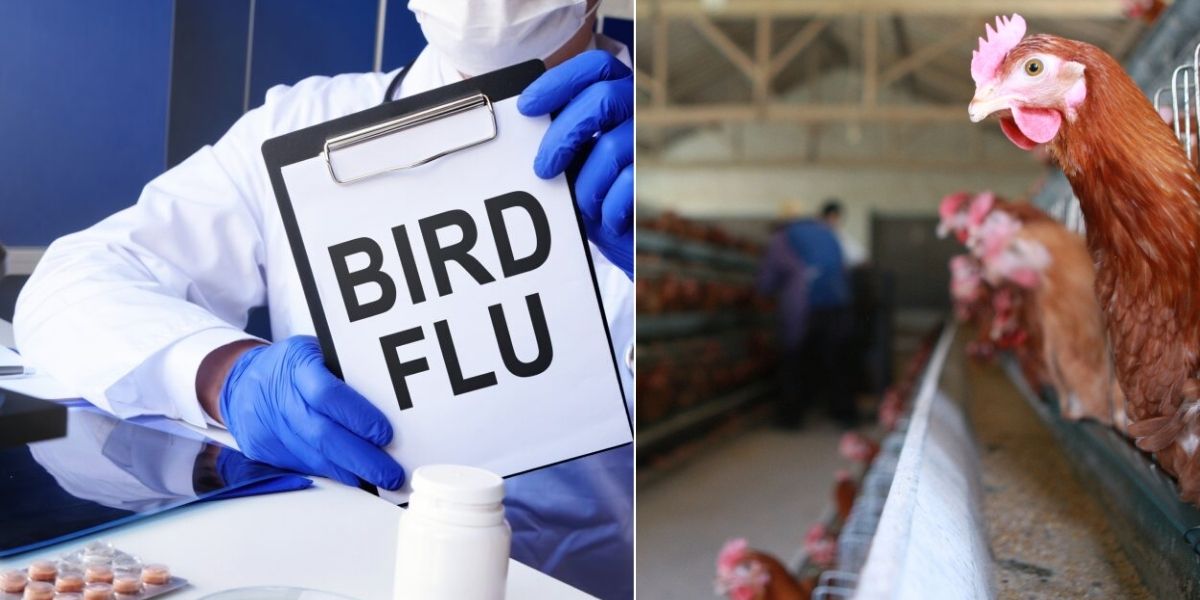 CDC Updates Guidelines Amid Rising Avian Flu Cases in Humans