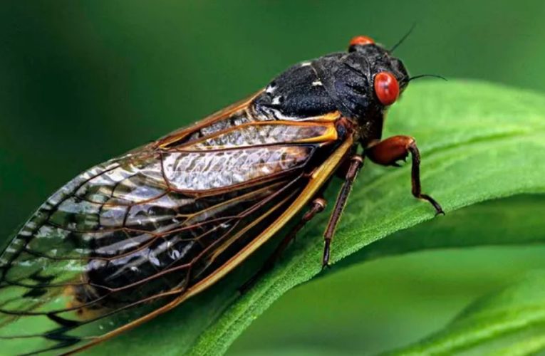 Cicada Mania: U.S. Awaits the Largest Insect Emergence in Generations