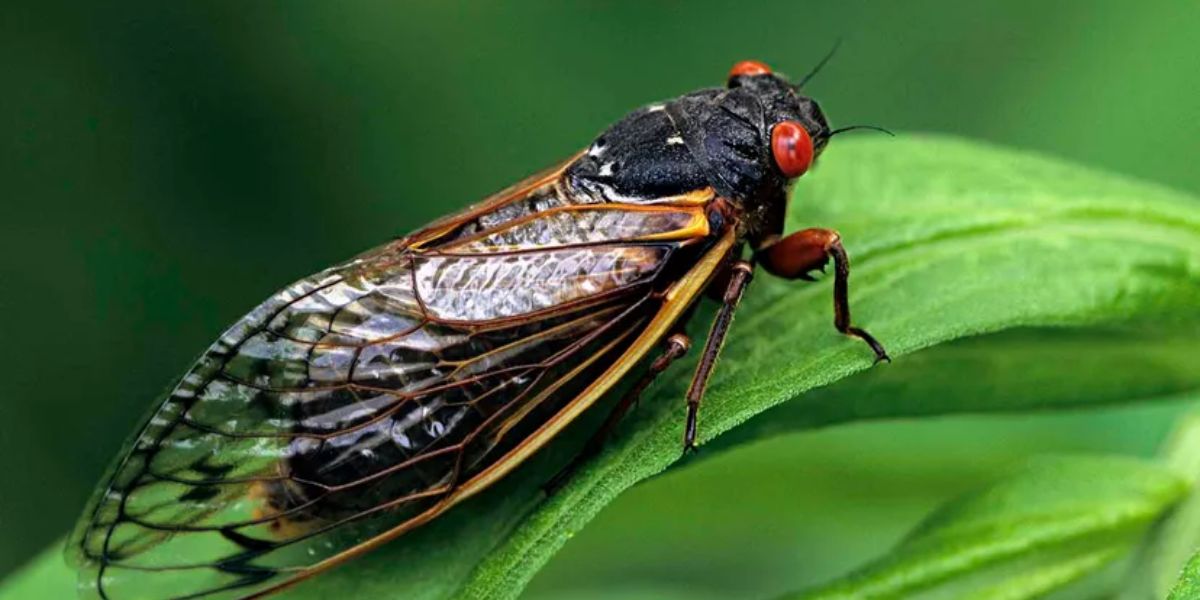 Cicada Mania: U.s. Awaits the Largest Insect Emergence in Generations ...