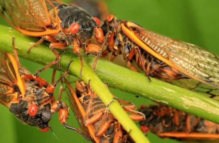 Cicada Symphony: Newberry County Investigates Mysterious Siren-like Sounds: A Comprehensive Guide