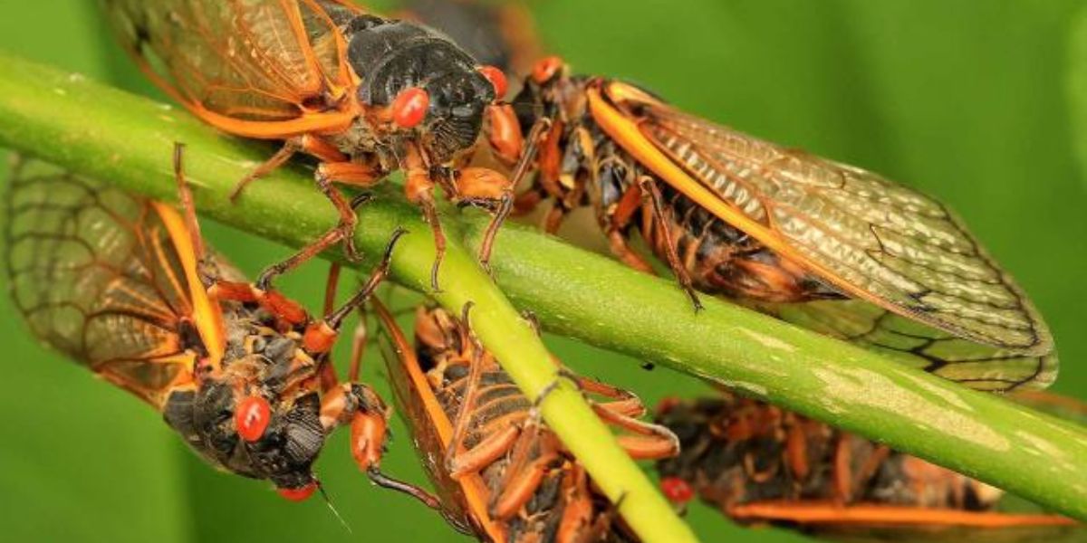 Cicada Symphony Newberry County Investigates Mysterious Siren-like Sounds A Comprehensive Guide