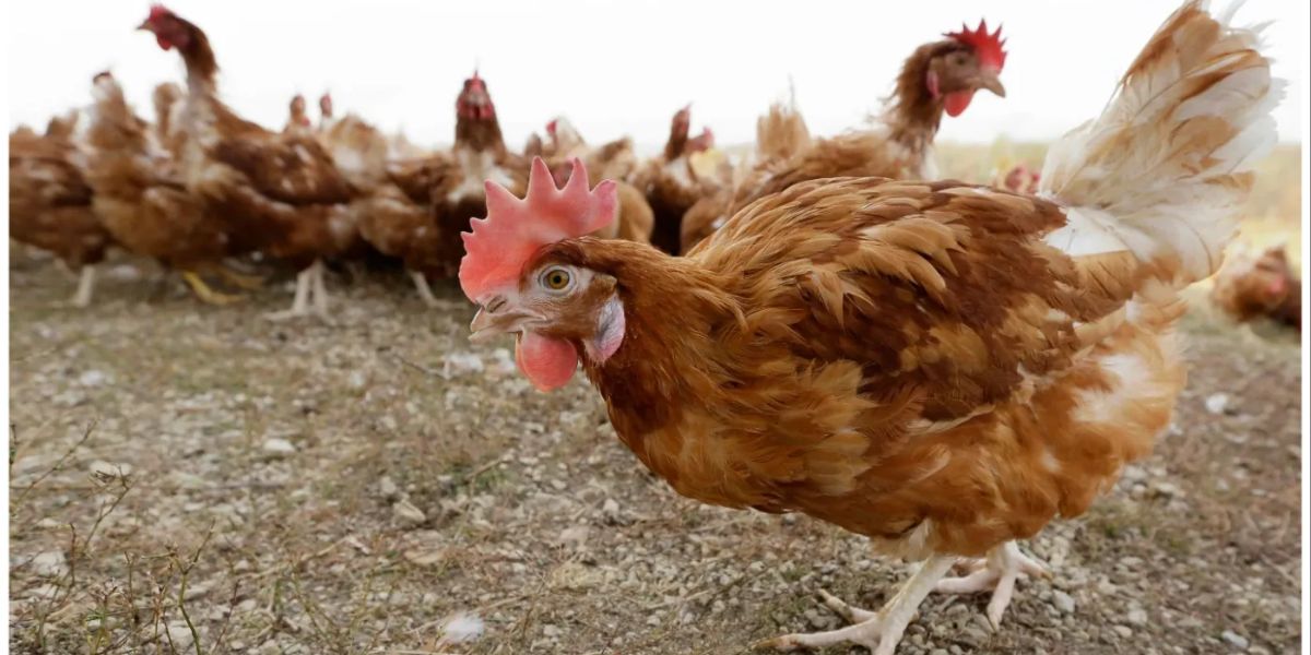 Egg Consumption Amidst U.S. Bird Flu Outbreak What’s the Verdict