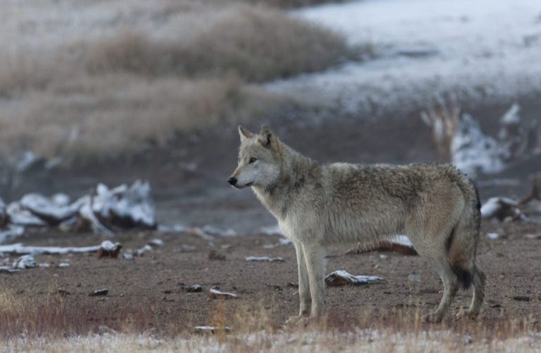 Environmental Groups Sue to Restore Protections for Northern Rockies Wolves