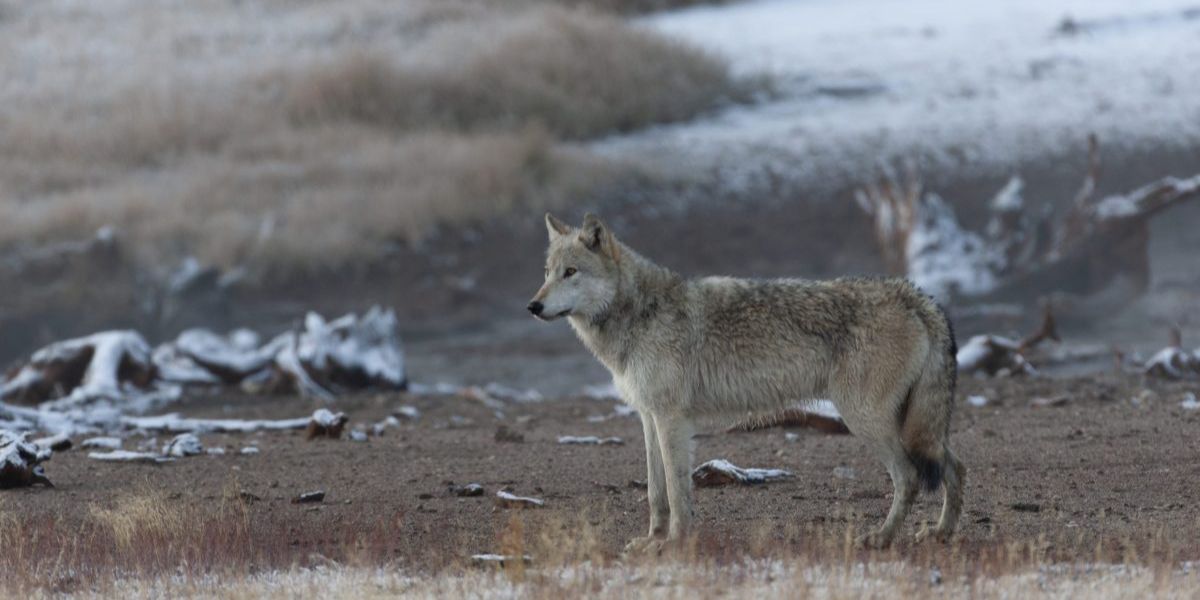 Environmental Groups Sue to Restore Protections for Northern Rockies Wolves