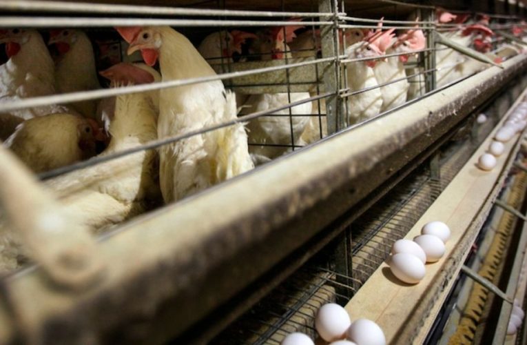 Iowa’s Agricultural Alert: Heightened Defenses Against Avian Influenza