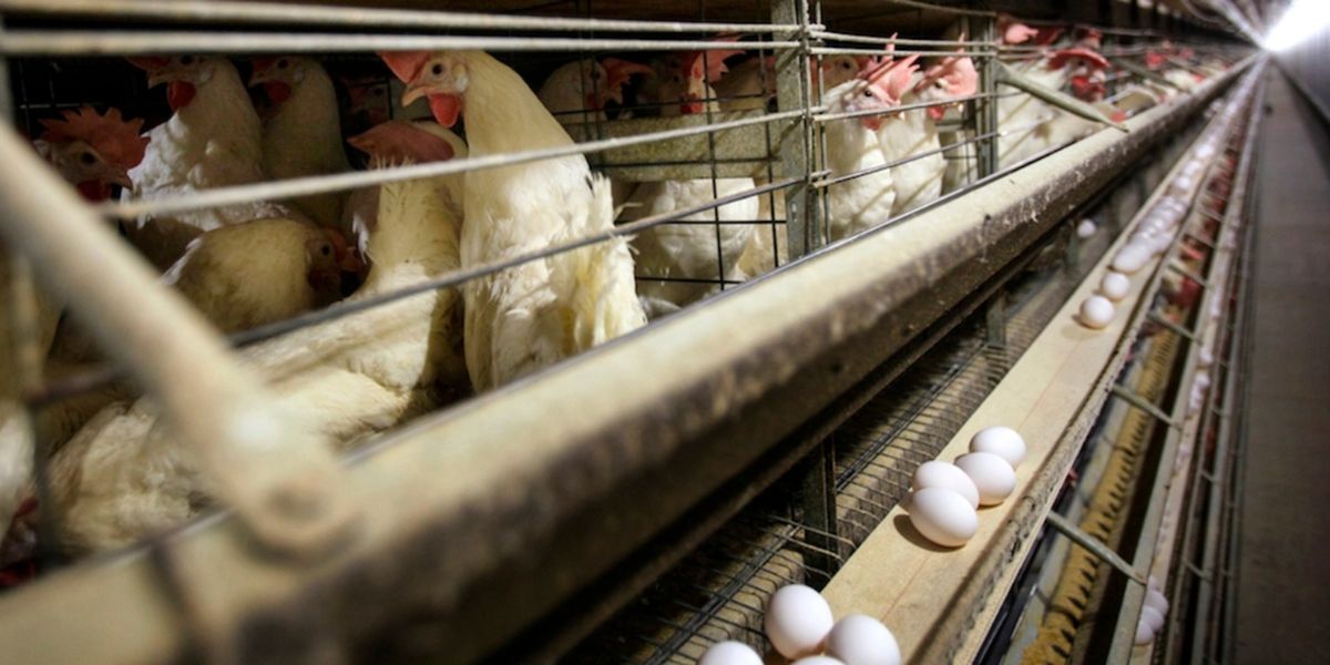 Iowa’s Agricultural Alert Heightened Defenses Against Avian Influenza