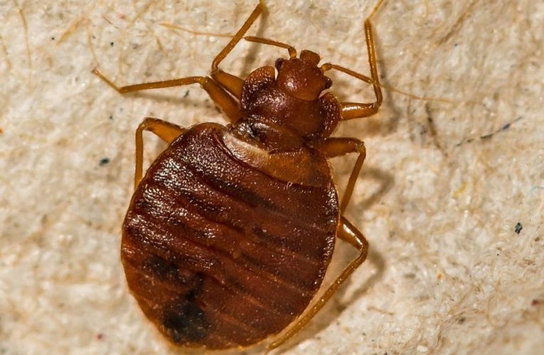 New Jersey’s Sleepless Nights: The Statewide Battle Against Bed Bugs