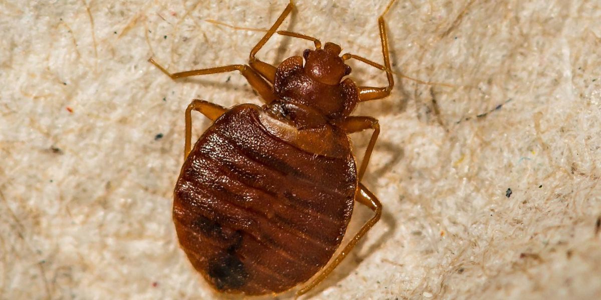 New Jersey’s Sleepless Nights The Statewide Battle Against Bed Bugs