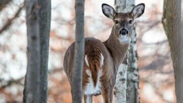 Pennsylvania Lawmakers and Game Commission Collaborate to End Sunday Hunting Ban (1)