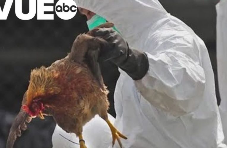 Texas Bird Flu Outbreak Threatens to Increase Indiana’s Grocery Bills