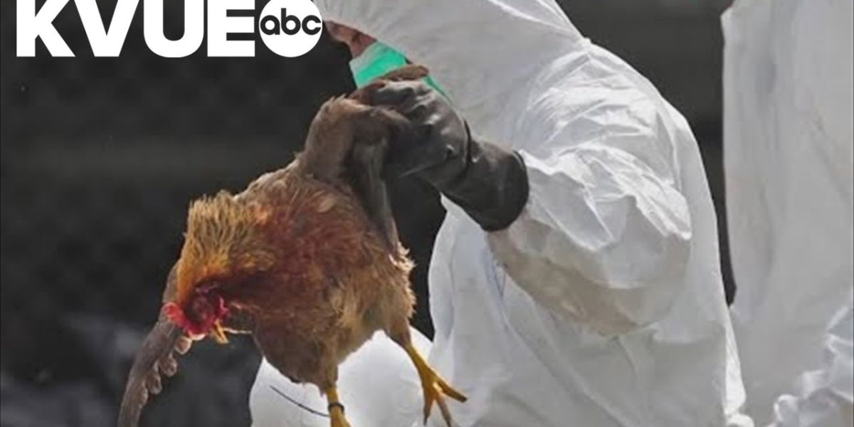 Texas Bird Flu Outbreak Threatens to Increase Indiana’s Grocery Bills