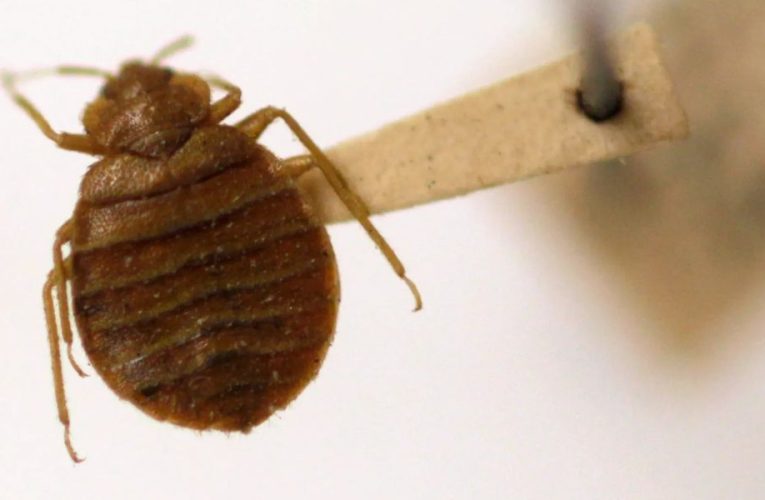 The Bed Bug Comeback: How Five Pennsylvania Cities Are Fighting Back