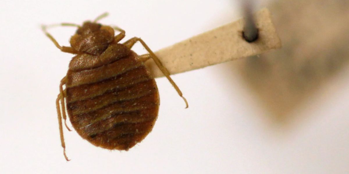 The Bed Bug Comeback How Five Pennsylvania Cities Are Fighting Back