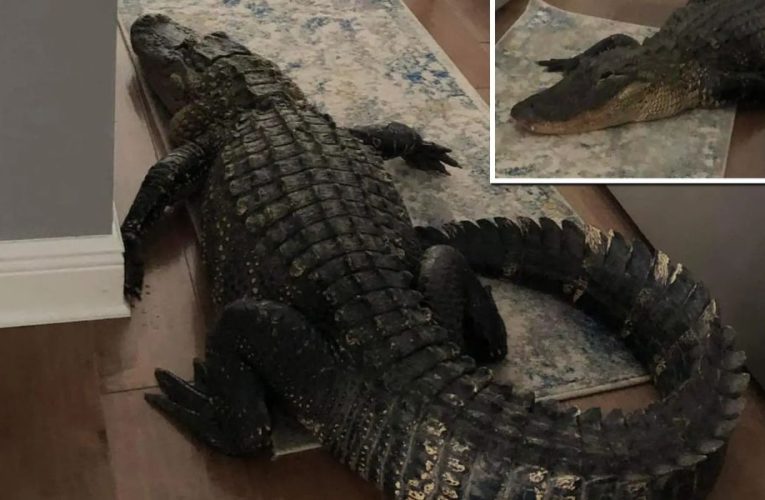 Uninvited Guest: Florida Woman’s Close Encounter With a Kitchen Alligator