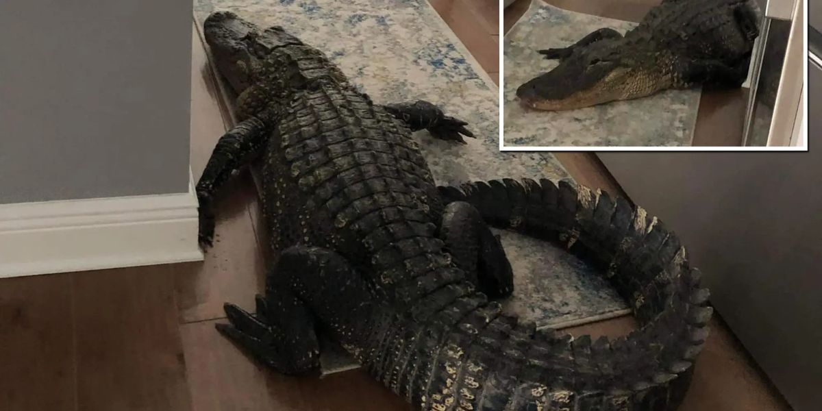 Uninvited Guest Florida Woman’s Close Encounter With a Kitchen Alligator