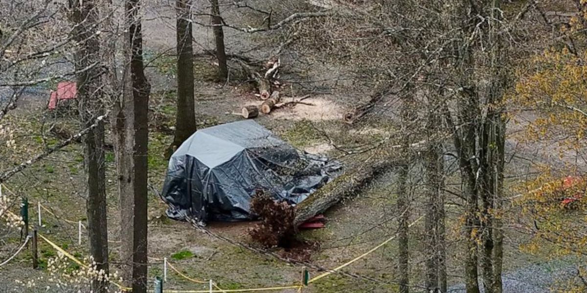 Unpredictable Incident! Woman Dies as Tree Falls on Camper in Pennsylvania Campground