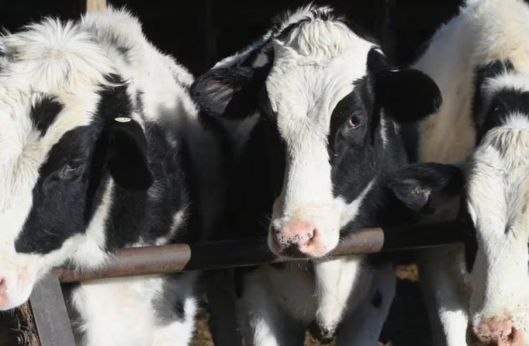 Uw-Madison’s Expert Warns of Bird Flu Impact on Bovine Health