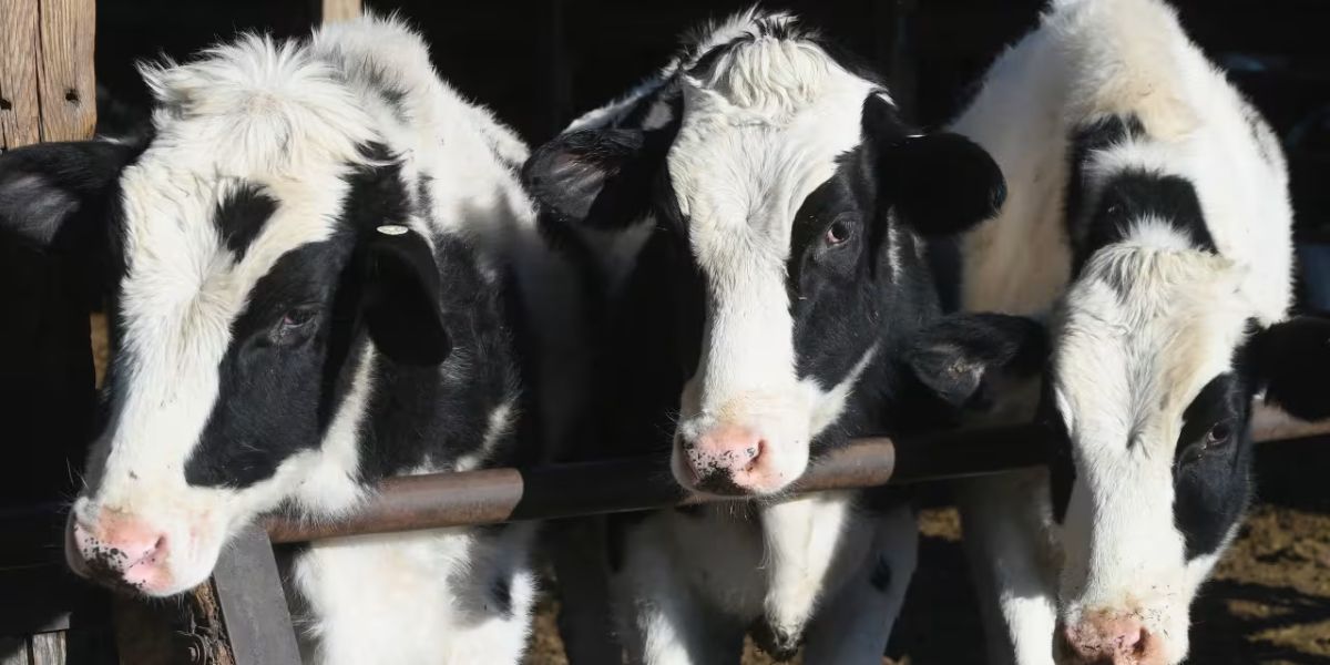 Uw-madison’s Expert Warns of Bird Flu Impact on Bovine Health