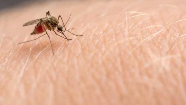 Alabama Sees Initial Case of Rare Blood-Borne Mosquito Virus, Joining Florida in Outbreak (1)