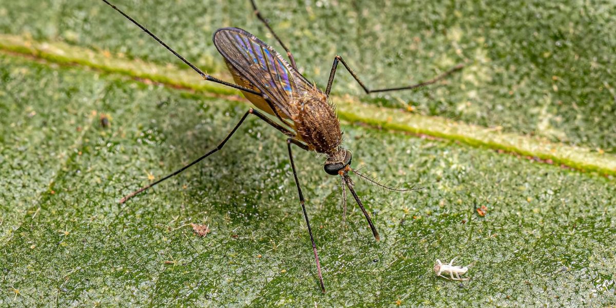 Alabama Sees Initial Case of Rare Blood-Borne Mosquito Virus, Joining Florida in Outbreak