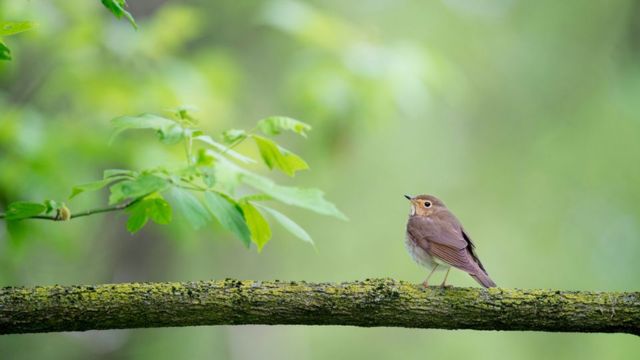 Alert! Highly Pathogenic Bird Flu Identified In Birds In New York City (1)