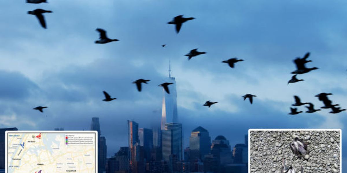 Alert! Highly Pathogenic Bird Flu Identified In Birds In New York City