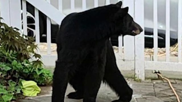 Alert Raised As Black Bear Spotted In Northeast DC Neighborhood (1)
