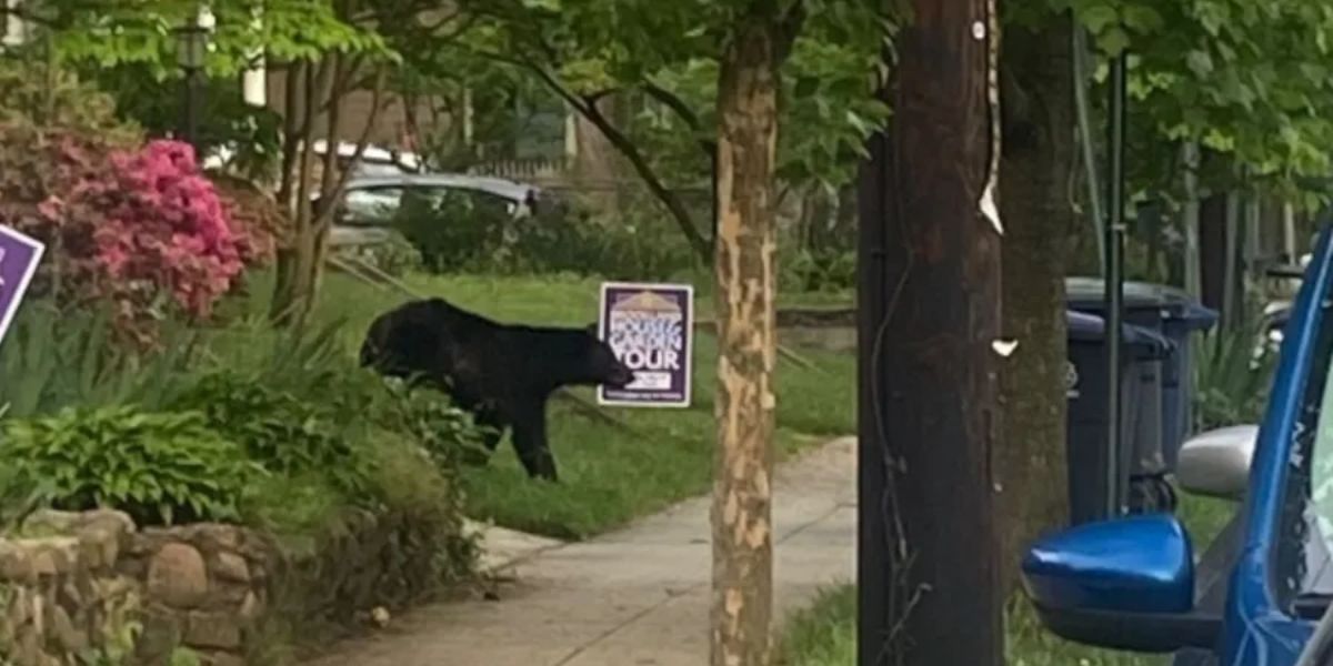 Alert Raised As Black Bear Spotted In Northeast DC Neighborhood