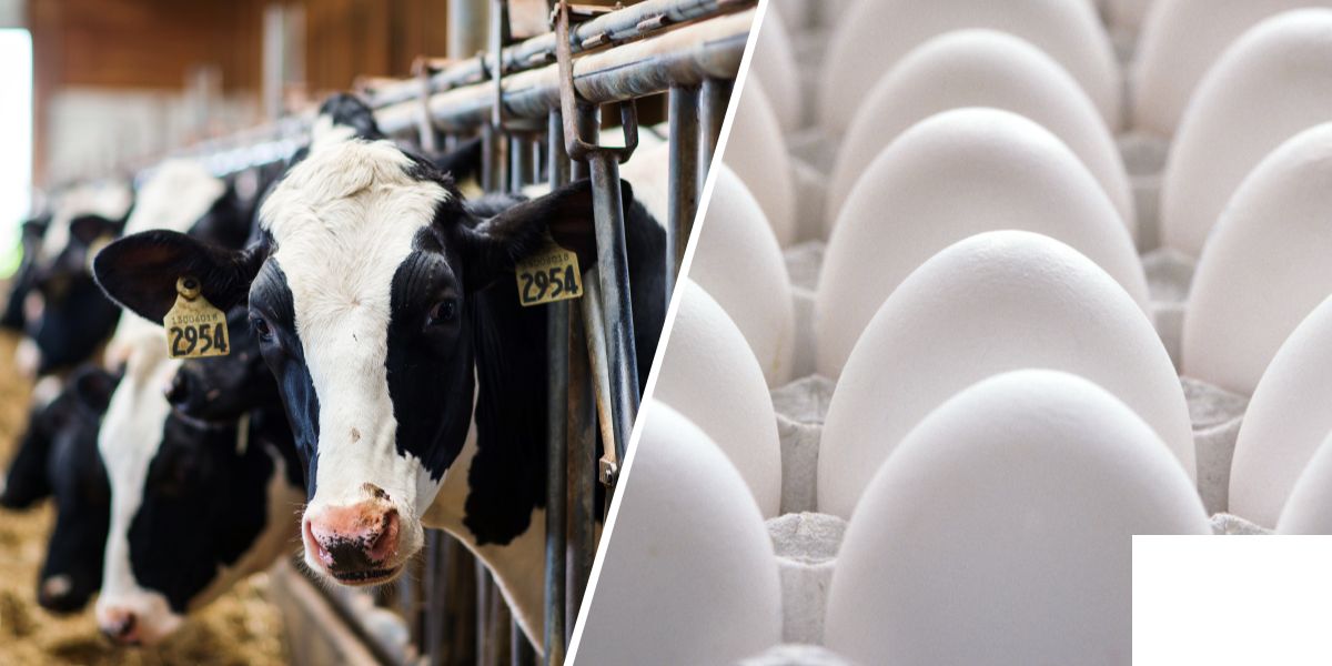 Alert! Understanding Bird Flu Impact on Poultry, Dairy Cows Versus Human Health