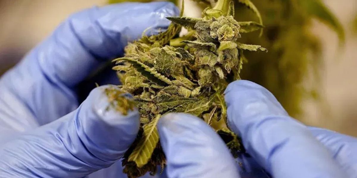 Arkansas’ Booming Medical 'Marijuana' Market Five Years and Over $1 Billion in Sales