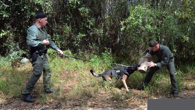 Big Attack! Alabama Owner Reclaims Dogs Following Alleged Mauling of Mississippi Boy (1)