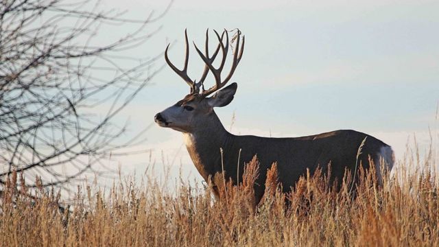 Big Update! 2024 Big Game Hunting In Utah, Increased Permits And Regulation Adjustments Announced (1)