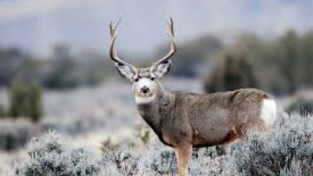 Big Update! 2024 Big Game Hunting In Utah, Increased Permits And Regulation Adjustments Announced (2)
