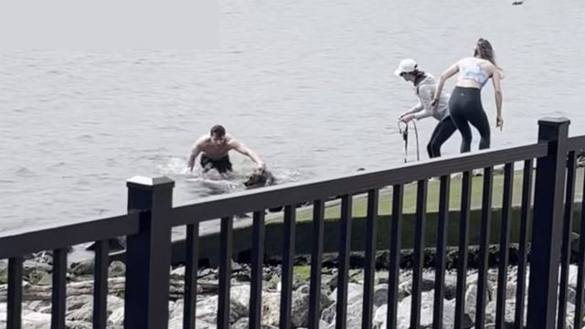 Brave Rescue - Video Footage Shows New Jersey Man Risking Life To Save Dog In Hudson River (1)